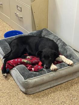 Anatolian Shepherd and Border Collie Dogs Available for Adoption in Great Bend, Kansas - Sugar Plum Fairy | PetCurious