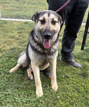 German Shepherd Dog Dogs Available for Adoption in Delano, California - Gemini | PetCurious