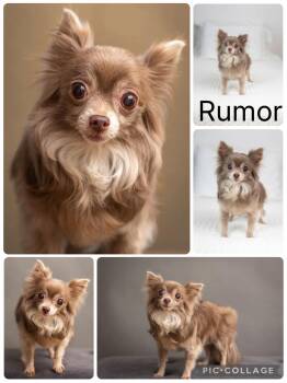 Rumor -  Chihuahua Dog for Adoption in Enterprise, Alabama - Rumor | PetCurious