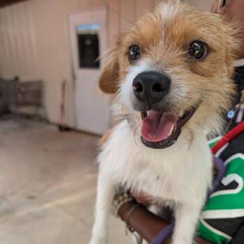 Bumi -  Mixed Breed Dog for Adoption in Leander, Texas - Bumi | PetCurious