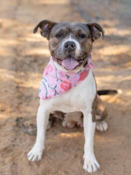 Mabel -  Pit Bull Terrier and Mixed Breed Dog for Adoption in Atlanta, Georgia - Mabel | PetCurious