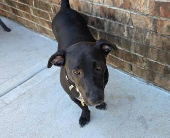 Dachshund Dogs Available for Adoption in Missouri City, Texas - Elka WA14429-T LOCAL Adoption Event In Bellevue 5-24 I | PetCurious