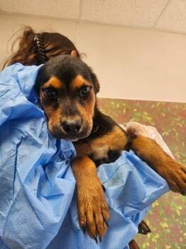 Reno -  Rottweiler and Mixed Breed Dog for Adoption in San Antonio, Texas - Reno | PetCurious