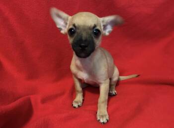 Starla -  Chihuahua Dog for Adoption in La Palma, California - Starla | PetCurious