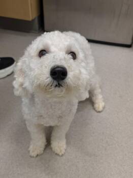 26-297 -  Bichon Frise and Poodle Dog for Adoption in Lindenhurst, New York - 26-297 | PetCurious