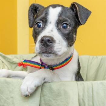 Labrador Retriever and Mixed Breed Dogs Available for Adoption - TIMBER | PetCurious