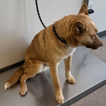 Mixed Breed Dogs Available for Adoption - 103817 | PetCurious