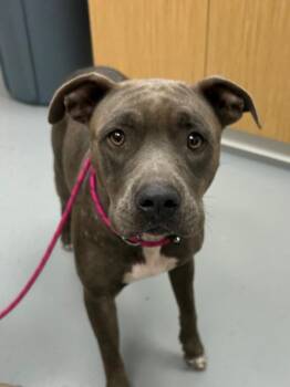 Butterfly -  Pit Bull Terrier Dog for Adoption in Hartsville, South Carolina - Butterfly | PetCurious