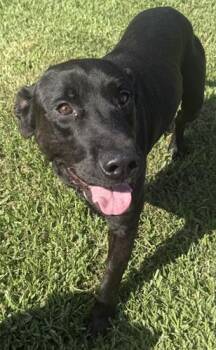 Beckett 3 -  Black Labrador Retriever Dog for Adoption in Killingworth, Connecticut - Beckett 3 | PetCurious