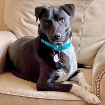 Labrador Retriever and Border Collie Dogs Available for Adoption - Doc Holliday | PetCurious