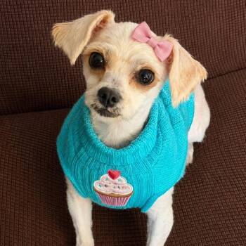Cupcake -  Maltese Dog for Adoption in Cedar Rapids, Iowa - Cupcake | PetCurious