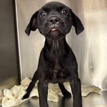 Labrador Retriever Dogs Available for Adoption in Washington, District Of Columbia - Shirley | PetCurious