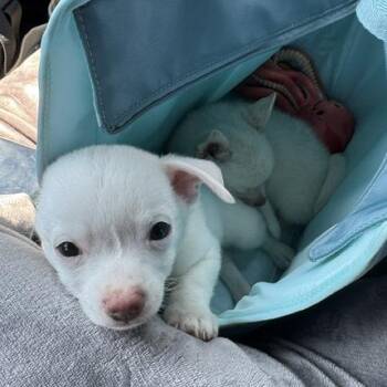 Paco -  Chihuahua Dog for Adoption in Mooresville, Indiana - Paco | PetCurious