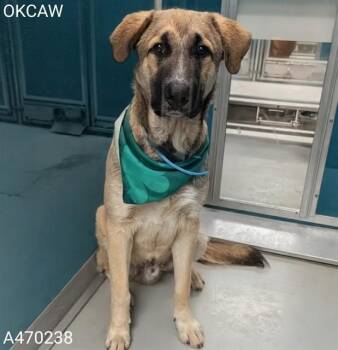 A470238 -  Anatolian Shepherd and Mixed Breed Dog for Adoption in Oklahoma City, Oklahoma - A470238 | PetCurious