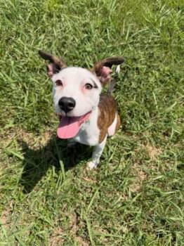 LOUISE -  Pit Bull Terrier Dog for Adoption in Grovetown, Georgia - LOUISE | PetCurious