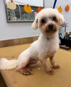 ENGLAND -  Maltese Dog for Adoption in Troutman, North Carolina - ENGLAND | PetCurious