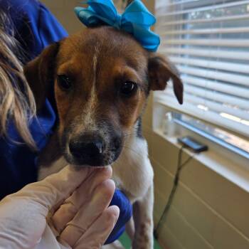 Cabbage -  Pointer and Mixed Breed Dog for Adoption in Enterprise, Alabama - Cabbage | PetCurious
