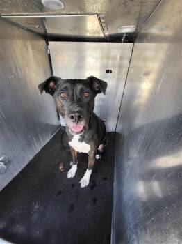 SASSY -  Pointer Dog for Adoption in San Antonio, Texas - SASSY | PetCurious