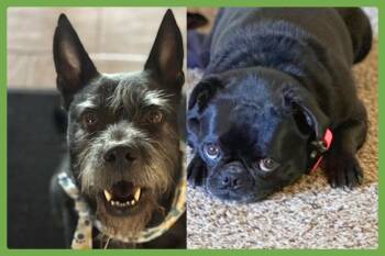 Alamo and Margo -  Schnauzer and Pug Dog for Adoption in Amherst, Massachusetts - Alamo And Margo | PetCurious