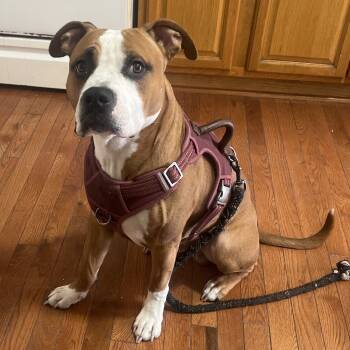 Rescue Mixed Breed Dogs for Adoption in Philadelphia, Pennsylvania - Chase | PetCurious