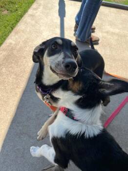 Kasia -  Hound and Mixed Breed Dog for Adoption in Fort Collins, Colorado - Kasia | PetCurious