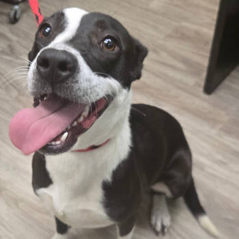 Rescue Black Labrador Retriever Dogs for Adoption in San Jacinto, California - Penny | PetCurious