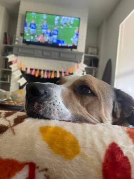 Labrador Retriever Dogs Available for Adoption - Doobie Dab | PetCurious