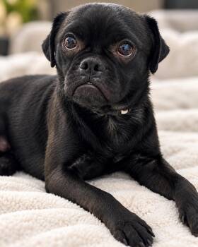 Batman -  Pug Dog for Adoption in Floresville, Texas - Batman | PetCurious