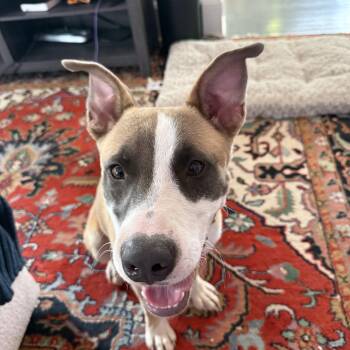 Van -  Mixed Breed Dog for Adoption in Memphis, Tennessee - Van | PetCurious