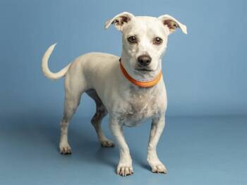 BLUE -  Pit Bull Terrier Dog for Adoption in Phoenix, Arizona - BLUE | PetCurious