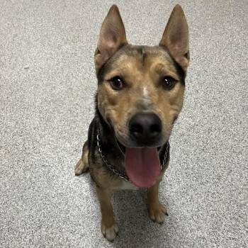 Rip -  Cattle Dog and Terrier Dog for Adoption in Grand Rapids, Michigan - Rip | PetCurious