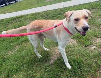 TAL -  Labrador Retriever and Mixed Breed Dog for Adoption in Brunswick, Georgia - TAL | PetCurious