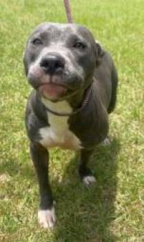 Ash -  Mixed Breed Dog for Adoption in Savannah, Georgia - Ash | PetCurious
