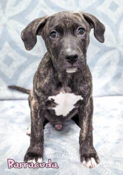 Barracuda (surgery 8/31) -  Pit Bull Terrier and Mixed Breed Dog for Adoption in Mason, Michigan - Barracuda (surgery 8/31) | PetCurious
