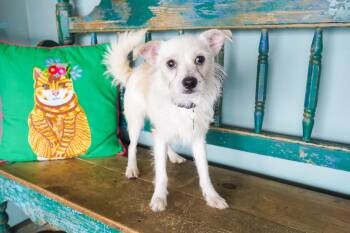 Pecan -  Cairn Terrier and Terrier Dog for Adoption in San Antonio, Texas - Pecan | PetCurious