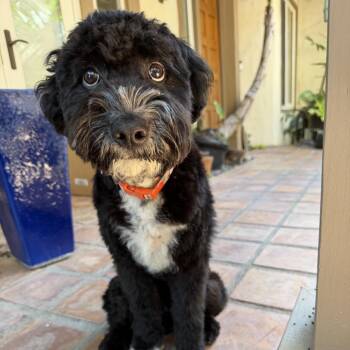 Diego -  Labrador Retriever and Miniature Poodle Dog for Adoption in Long Beach, California - Diego | PetCurious
