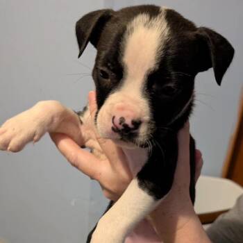 Forky -  Mixed Breed Dog for Adoption in Wichita, Kansas - Forky | PetCurious