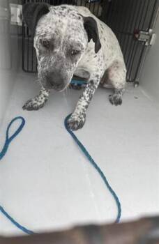 Rescue Australian Cattle Dog Blue Heeler and Pit Bull Terrier Dogs for Adoption in Houston, Texas - A639799 | PetCurious