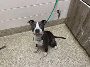 Pit Bull Terrier Dogs Available for Adoption in Colorado Springs, Colorado - PEBBLES | PetCurious
