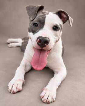 Serena -  American Bulldog and Whippet Dog for Adoption in Navarre, Florida - Serena | PetCurious