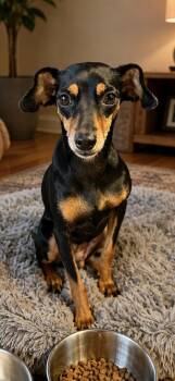 Chiweenie Dogs Available for Adoption in Tifton, Georgia - Jewel | PetCurious