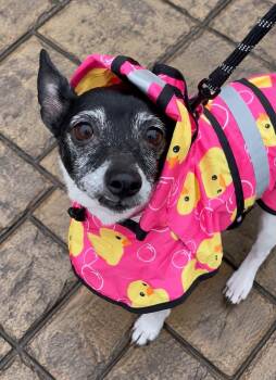 Sweetie -  Terrier and Rat Terrier Dog for Adoption in Oxford, Michigan - Sweetie | PetCurious