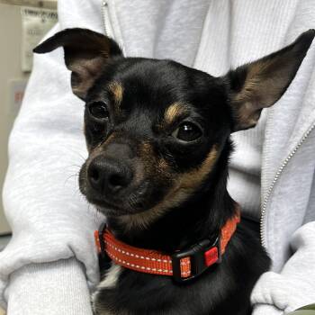 Harpy -  Chihuahua Dog Available for Adoption - Harpy | PetCurious