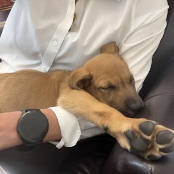 Labrador Retriever and Shepherd Dogs Available for Adoption in Boerne, Texas - Sprig | PetCurious