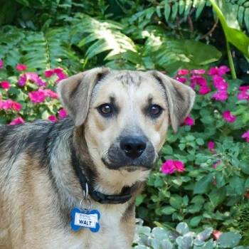 Walt -  Shepherd Dog for Adoption in Wake Forest, North Carolina - Walt | PetCurious