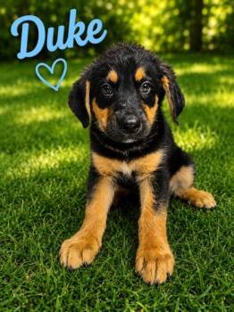 Duke -  Bernese Mountain Dog and German Shepherd Dog Dog for Adoption in Malvern, Pennsylvania - Duke | PetCurious