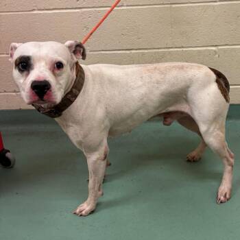 Clyde -  Mixed Breed Dog for Adoption in Memphis, Tennessee - Clyde | PetCurious