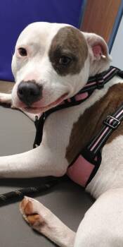 Pit Bull Terrier Dogs Available for Adoption in Charlotte, North Carolina - Bella | PetCurious