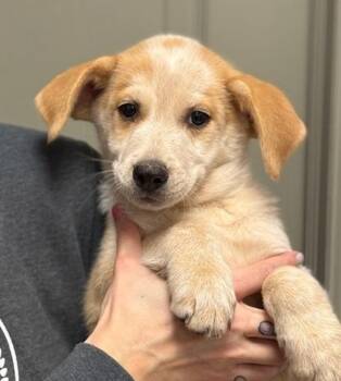 Catahoula Leopard Dog and Australian Cattle Dog Blue Heeler Dogs Available for Adoption - Christopher From Customer Service | PetCurious