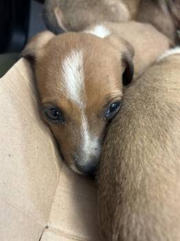 Kimmie 219464 -  Pit Bull Terrier Dog for Adoption in Plano, Texas - Kimmie 219464 | PetCurious